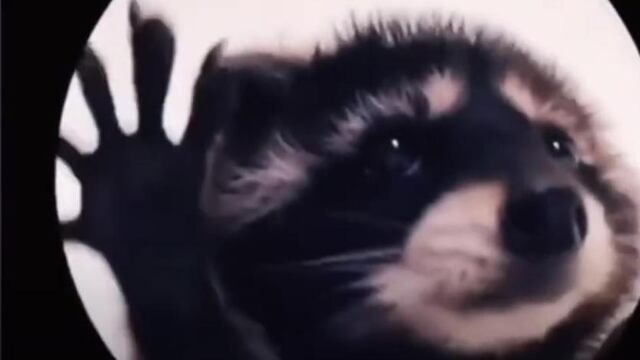 Mapache “Pedro, Pedro”: Origen y canción tras el video viral de TikTok