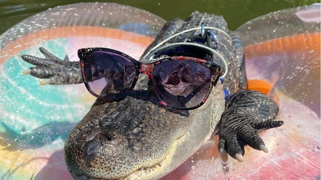 Wally, caimán de apoyo emocional de Estados Unidos