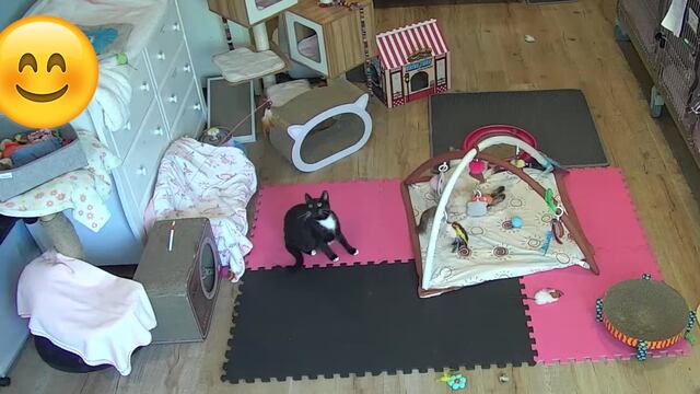 Explore.org te deja ver gatitos en vivo