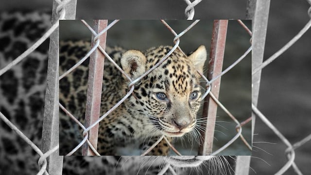 Ello porque la cacería disminuyó por la gran inseguridad que se vive en la entidad.