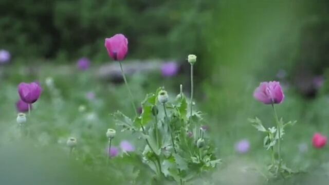 Crisis por caída en los precios de la amapola.