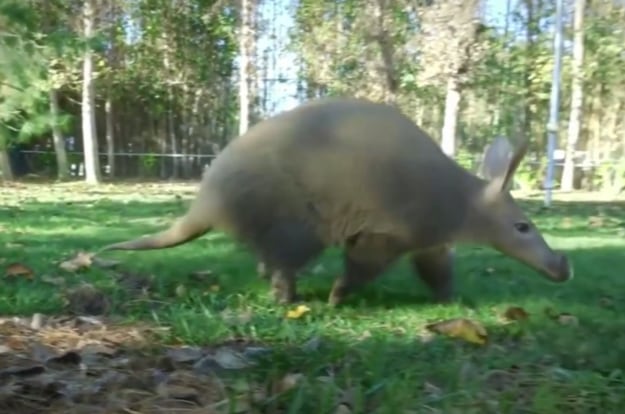 Cerdo hormiguero
