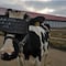 Mundo enfermo: Ponen lentes de realidad virtual a vacas para que se crean en el campo