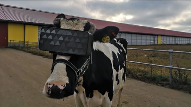 vacas con lentes de realidad virtual