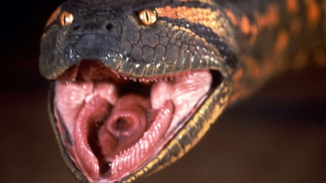 Columbia Pictures prepara un 'reboot' de 'Anaconda'