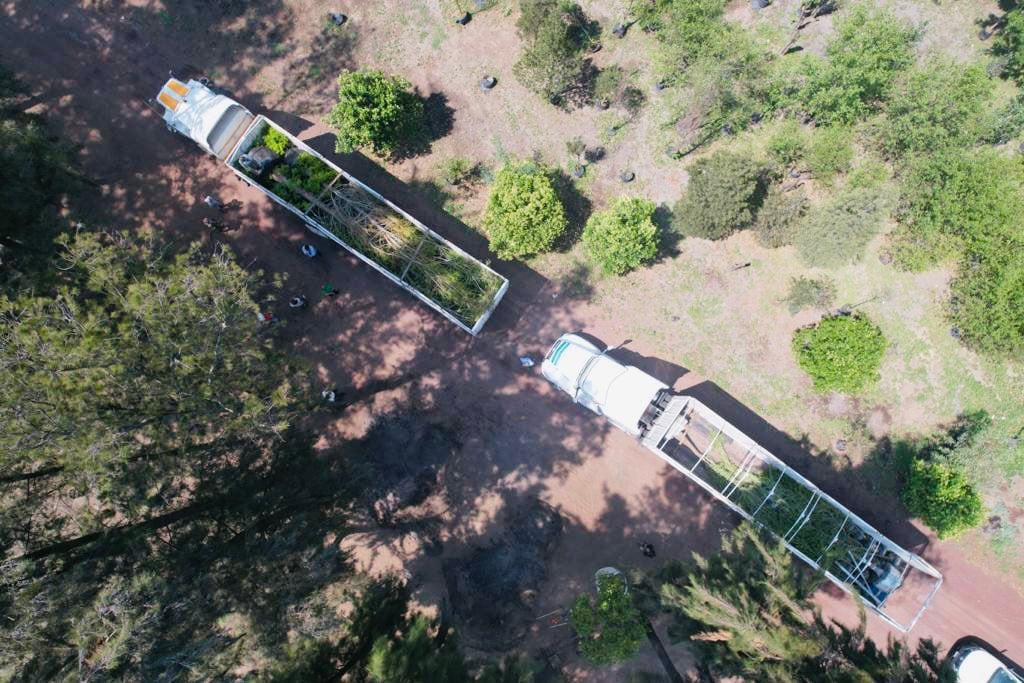 Ahuehuete y el ahuehuete de Reforma/Secretaría del Medio Ambiente de la CDMX