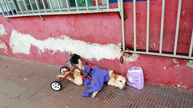 Lunita fue abandonada a su suerte sin poder moverse.