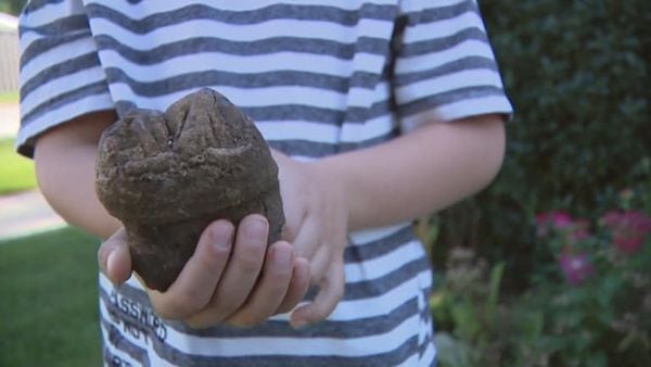 Niño halla fósil de mastodonte