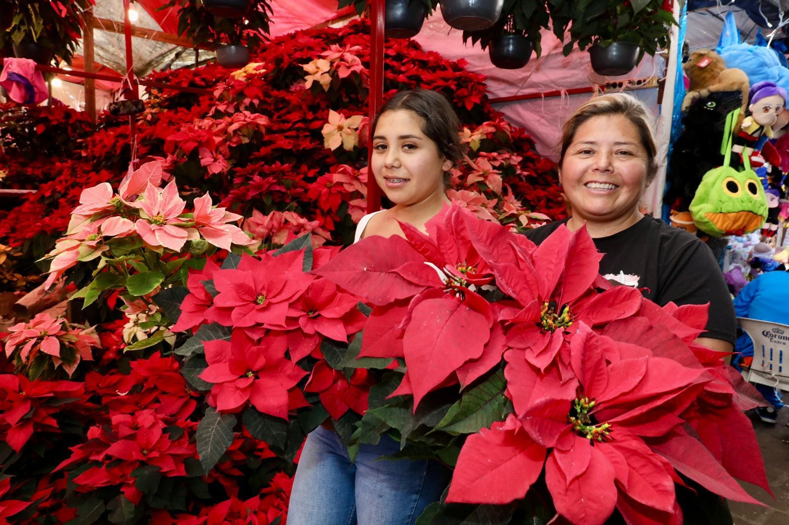 Michoacán reafirma su papel como segundo mayor productor de Nochebuena en México