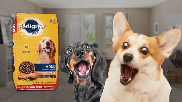 Decomisaron croquetas con metanfetamina