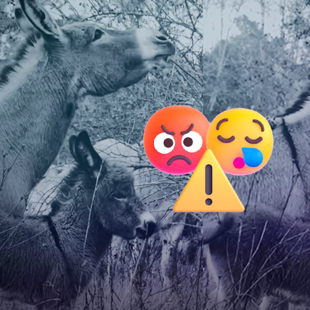 Indignación en Baja California Sur por robo y asesinato de burros en santuario