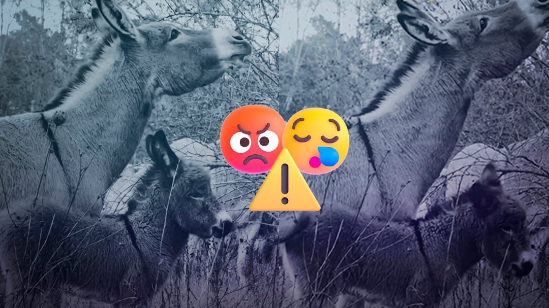 Indignación en Baja California Sur por robo y asesinato de burros en santuario