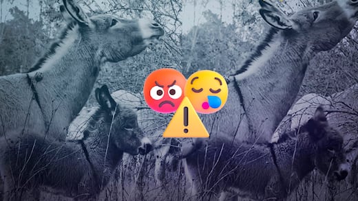 Indignación en Baja California Sur por robo y asesinato de burros en santuario