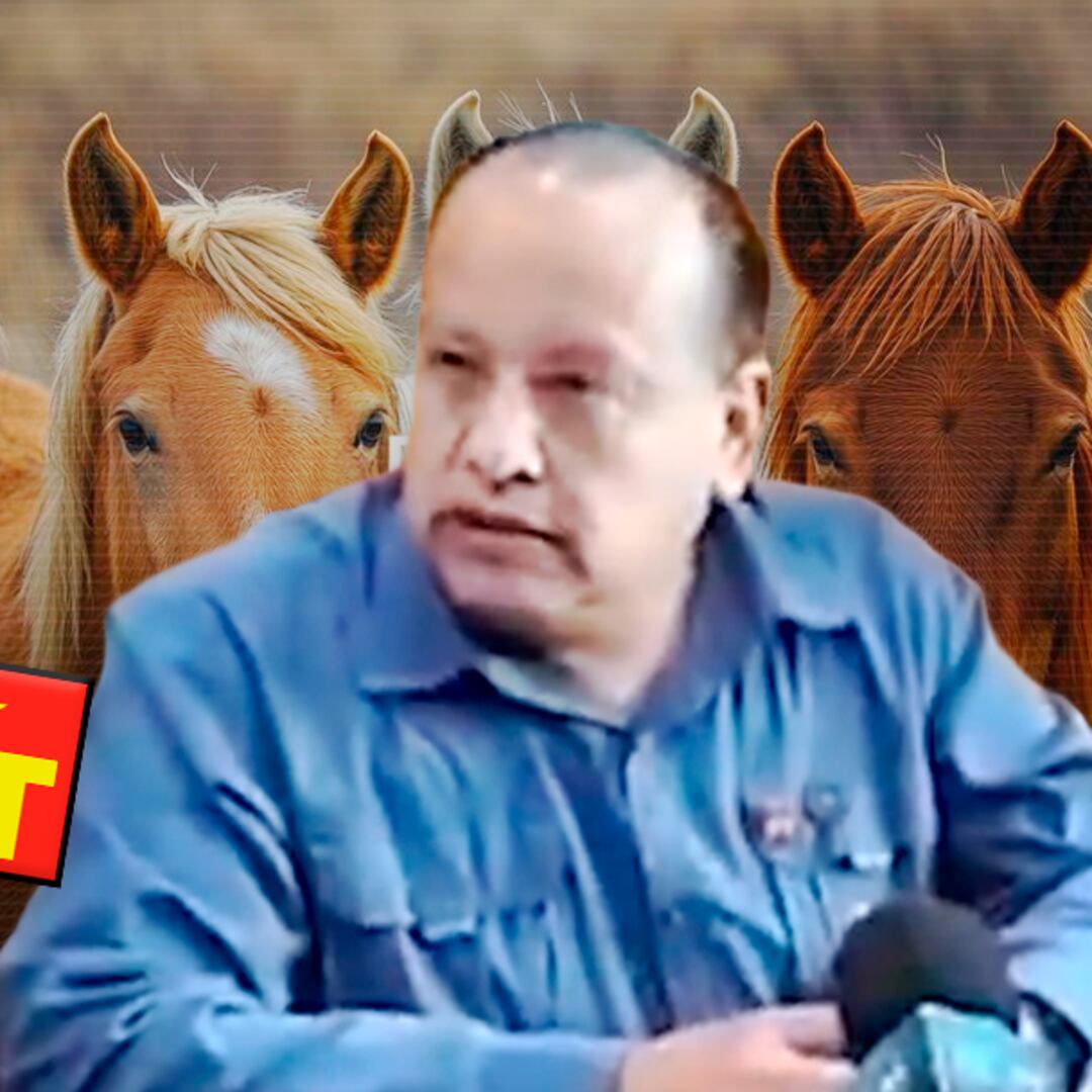 “Es como una mujer más”: diputado del PT desata críticas por compararlas con caballos