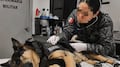 El perro rescatista Max regresa a México tras resultar herido en Venezuela; logró el rescate de 7 personas con vida