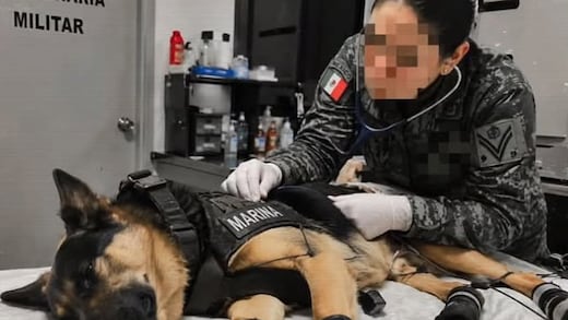 El perro rescatista Max regresa a México tras resultar herido en Venezuela; logró el rescate de 7 personas con vida