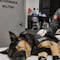 El perro rescatista Max regresa a México tras resultar herido en Venezuela; logró el rescate de 7 personas con vida