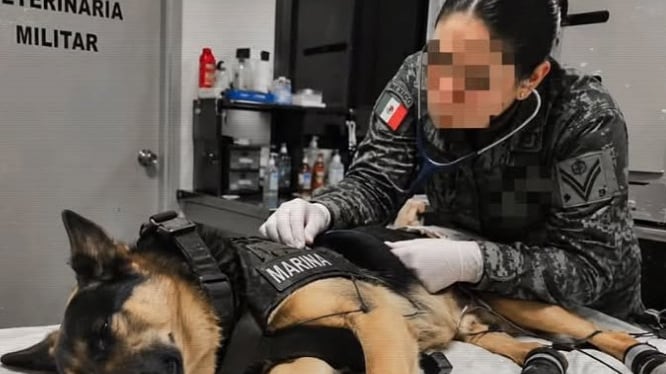 El perro rescatista Max regresa a México tras resultar herido en Venezuela; logró el rescate de 7 personas con vida