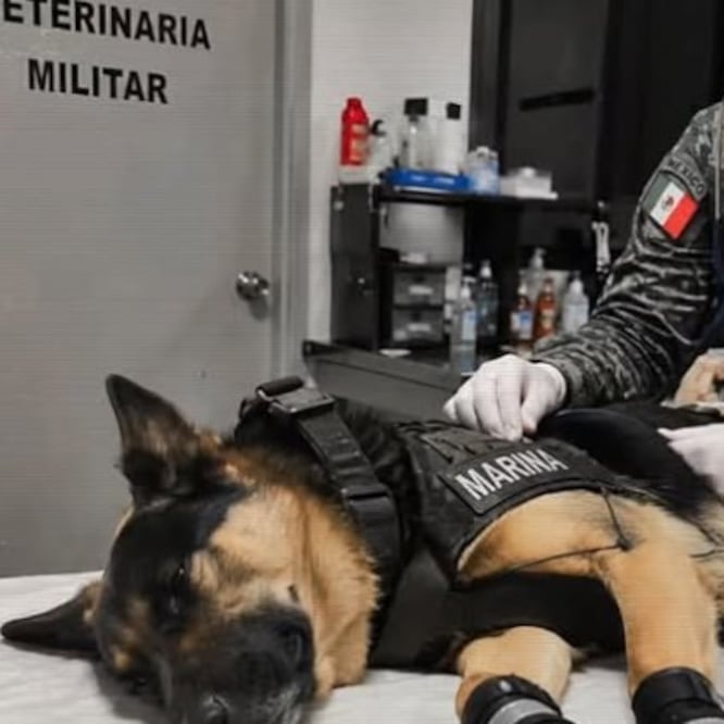 El perro rescatista Max regresa a México tras resultar herido en Venezuela; logró el rescate de 7 personas con vida