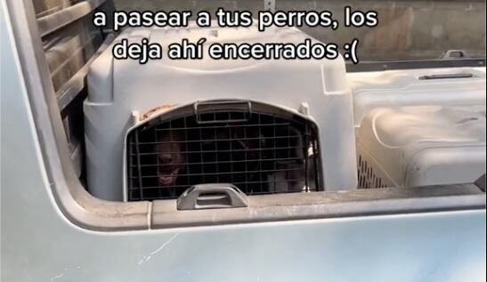 Perros encerrados en camioneta