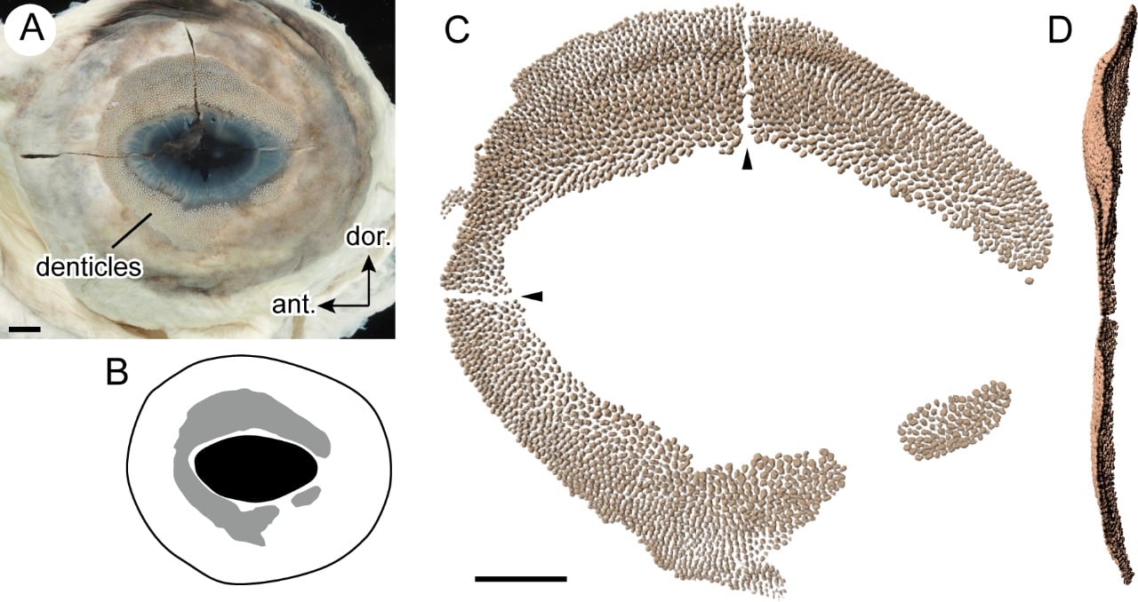 Dentículos oculares