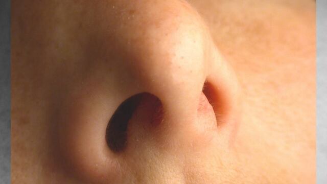 El olfato es el sentido que menos le interesa a la gente, pero uno de los más interesantes.