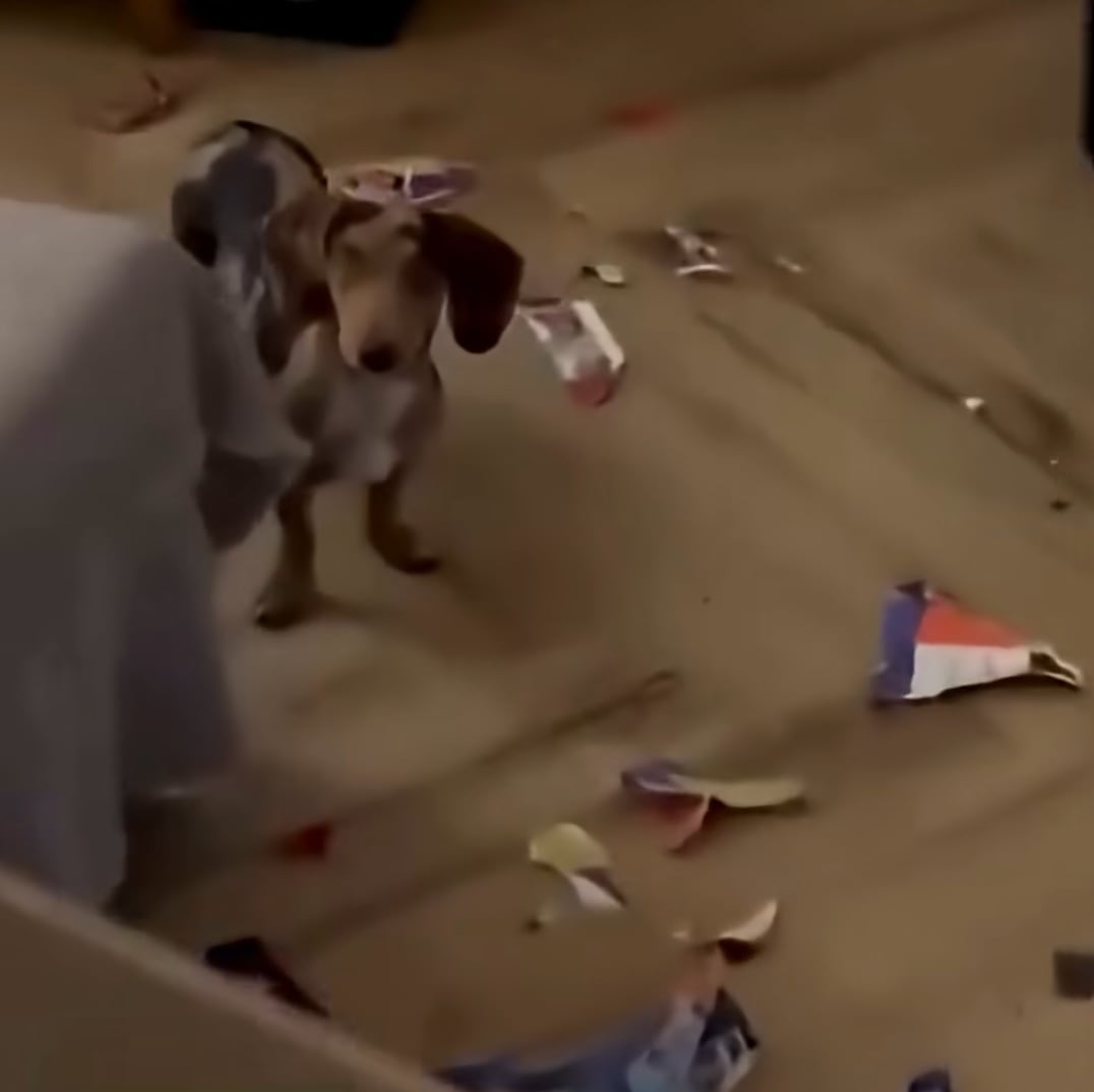 Perrita destroza álbum del Mundial en Argentina