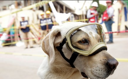 Caninos que merecen reconocimiento