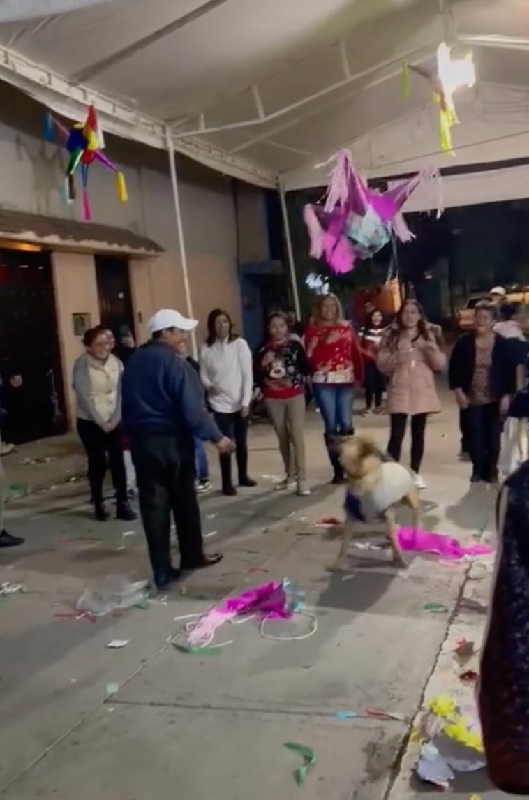 Perrito rompe piñata en la posada