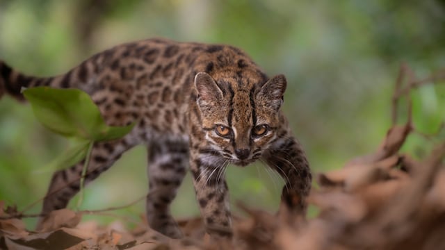 Crían a nuevo gato salvaje Tilcayo creyendo que era doméstico