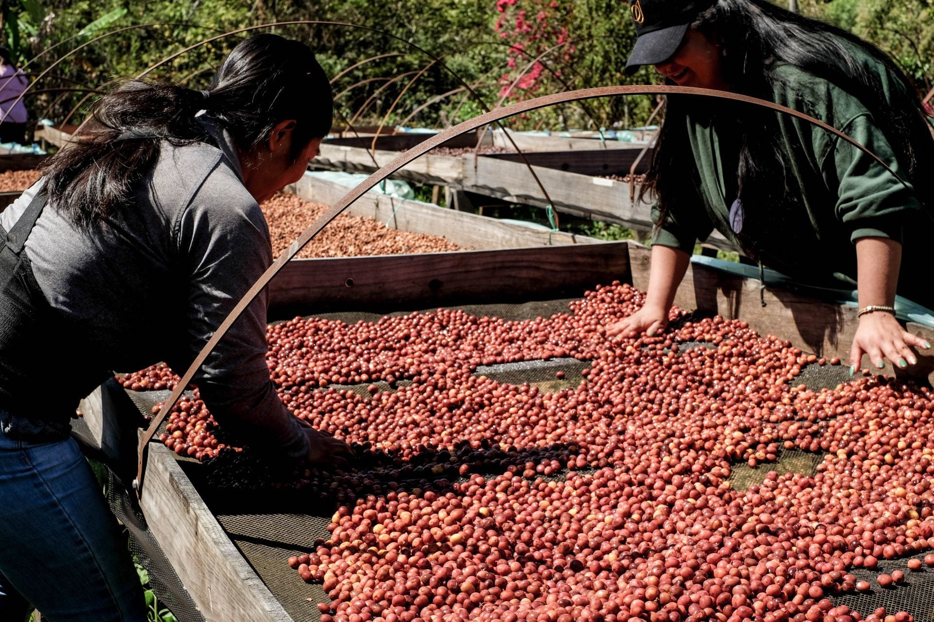 Café mexicano será defendido