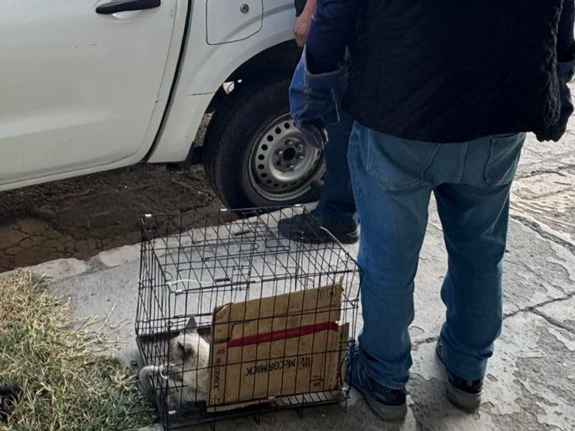 Gato golpeado por “El Cuba” logra sobrevivir; Fiscalía del Edomex ya investiga