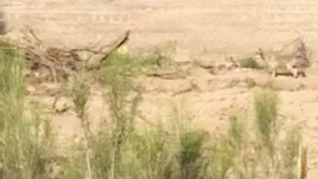 Coyote persigue a correcaminos