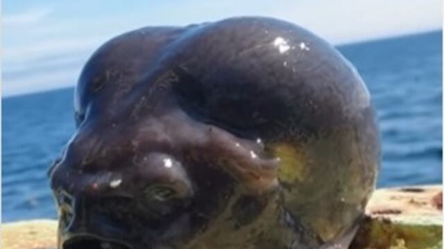 ¿Qué es? El extraño pez que un fotógrafo ruso pescó, despierta teorías de ser un ‘alien’ (VIDEO)