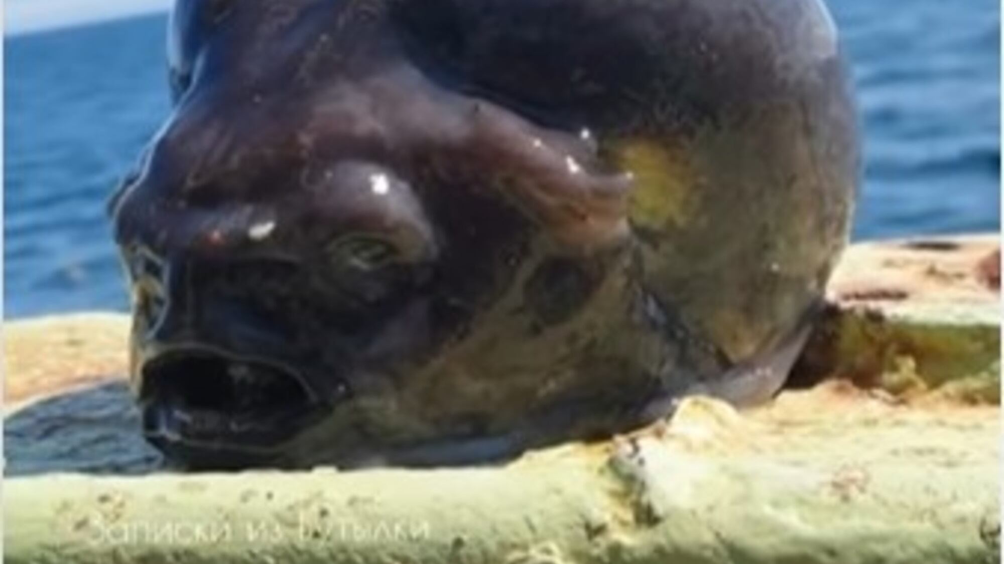 ¿Qué es? El extraño pez que un fotógrafo ruso pescó, despierta teorías de ser un ‘alien’ (VIDEO)