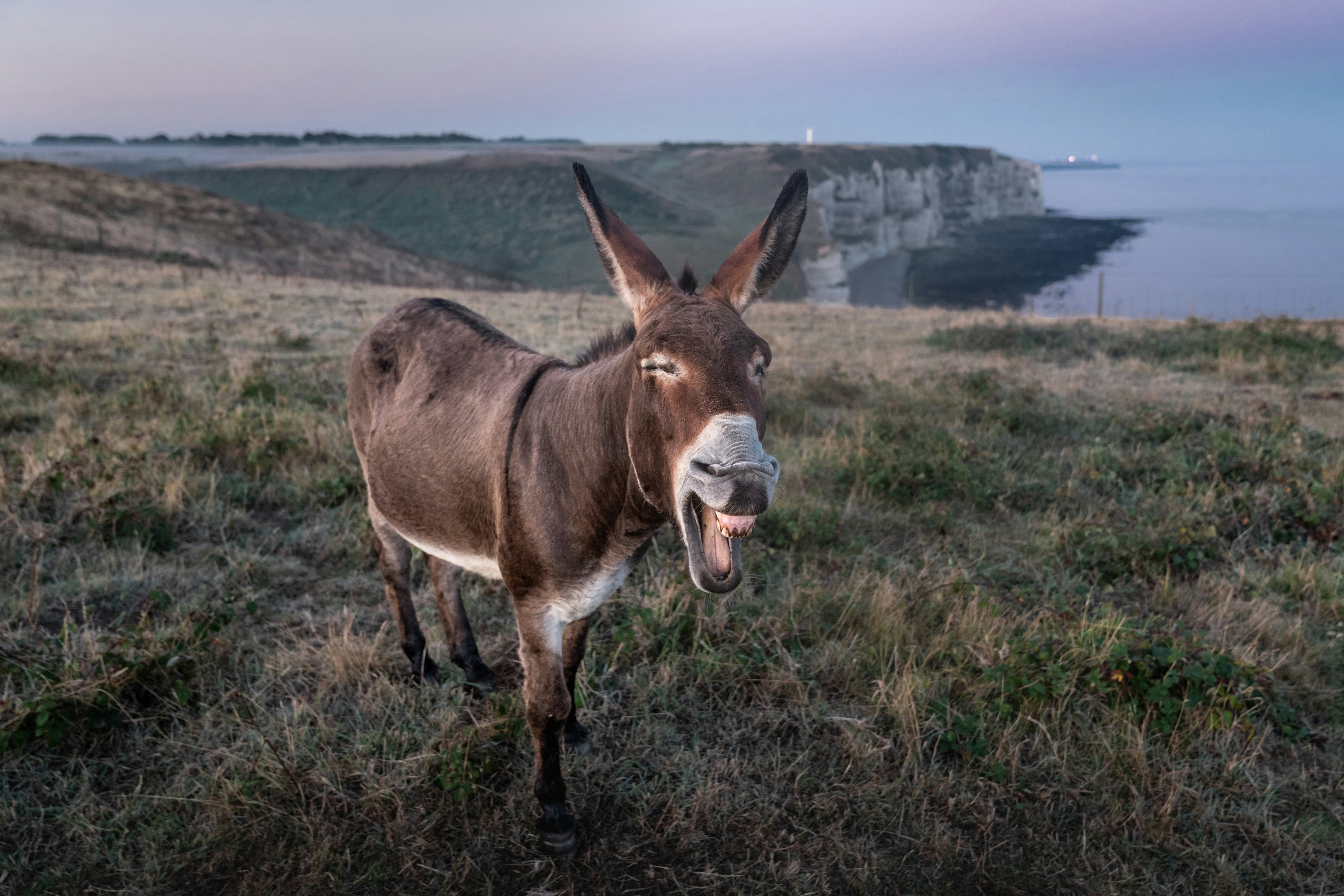 Ese 8 de mayo es el Día Mundial del Burro