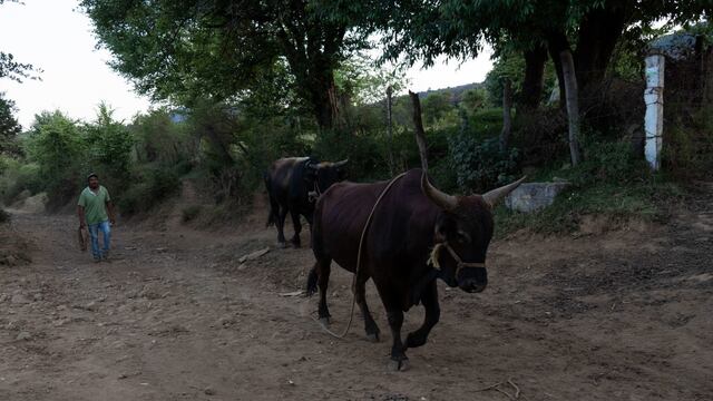 Los bueyes del compadre.
