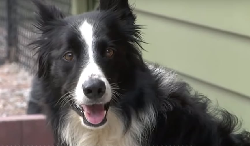 "Katie", la perra extraviada