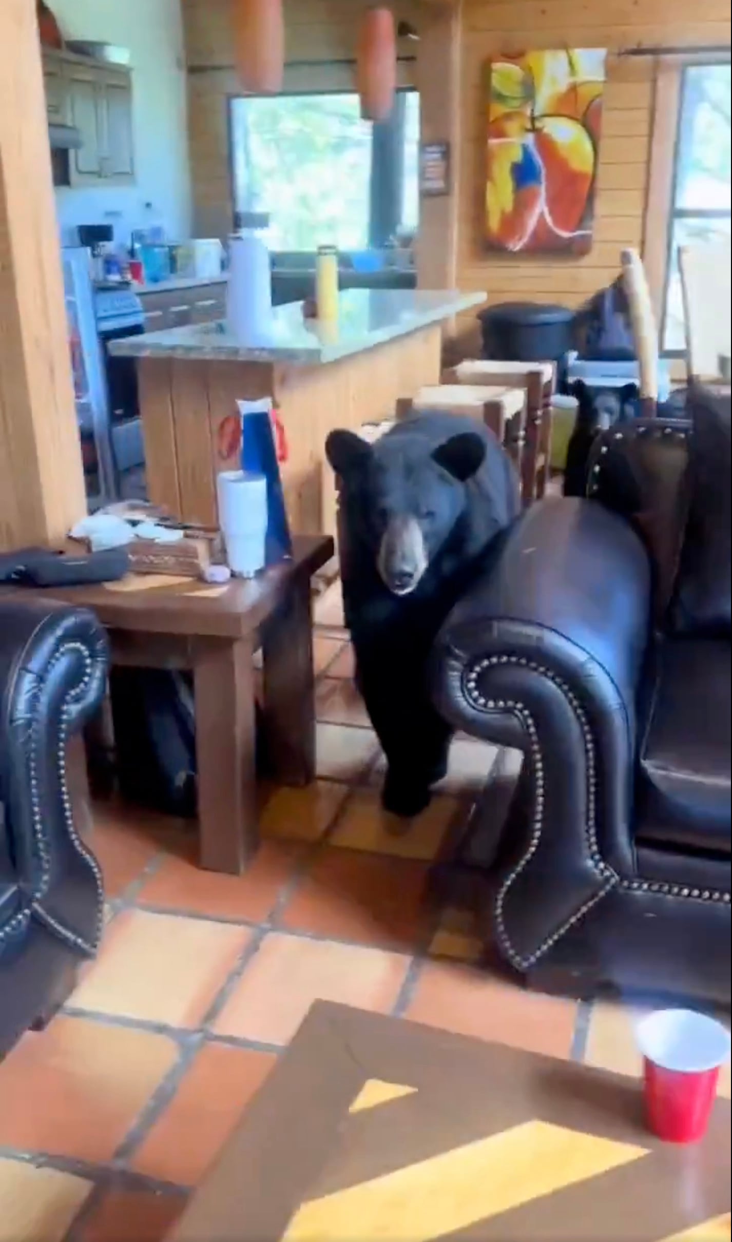 Osos entran a cabaña en Coahuila en busca de comida (video)