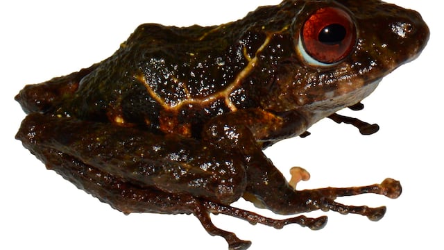 Rana Pristimantis ledzeppelin