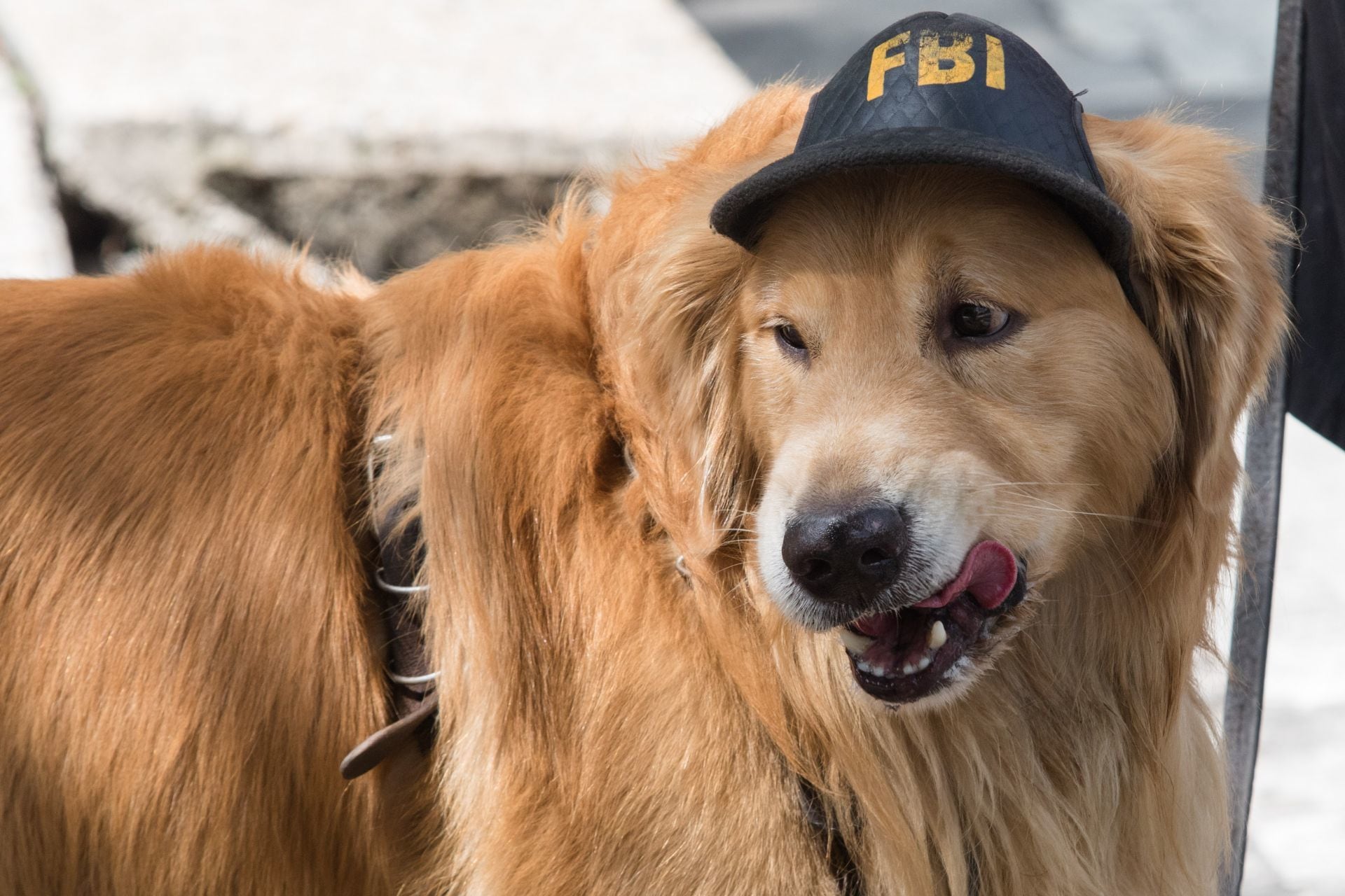 Perro