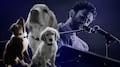 Nala y Mila, las mascotas de Jonathan Meléndez: una murió y de la otra no se sabe