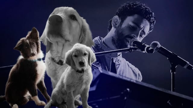 Nala y Mila, las mascotas de Jonathan Meléndez: una murió y de la otra no se sabe