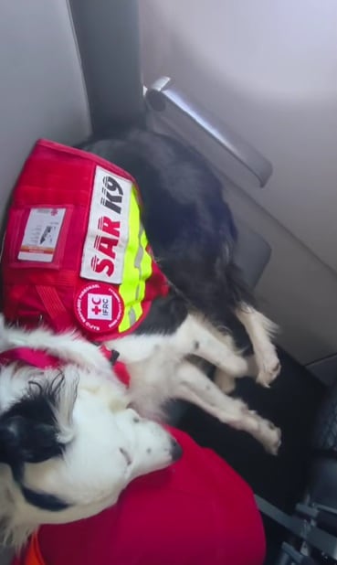 Halley, la perrita rescatista, regresa a México tras su misión en Venezuela