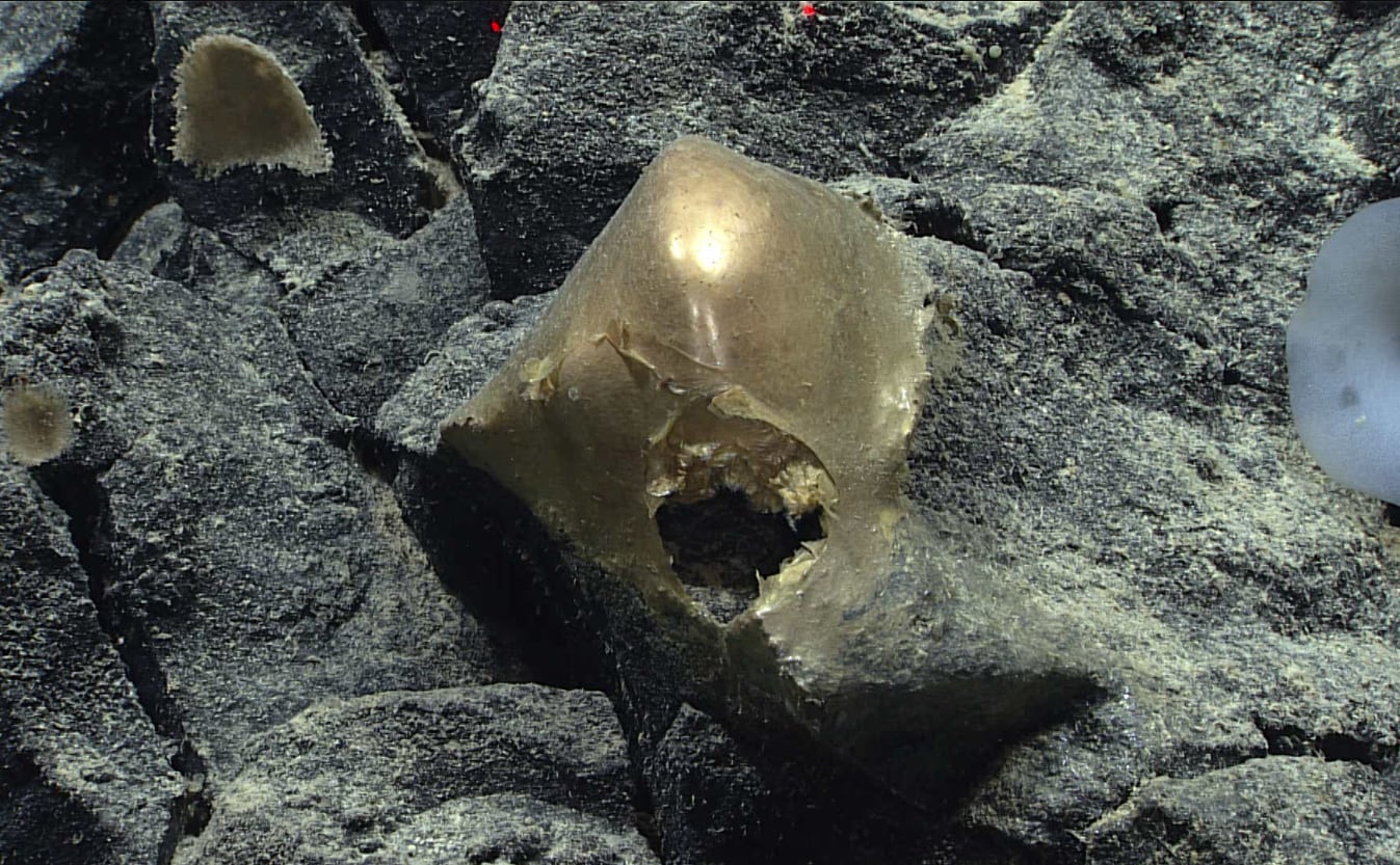 Misterioso objeto dorado encontrado en Alaska