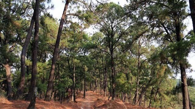 Bosque de Cuernavaca, Morelos