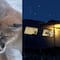 VIDEO: Un puma se mete a su casa y en TikTok recuerdan la escena del pejelagarto en Monsters, Inc.