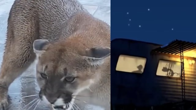 Un puma se mete a su casa
