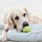 ¿Cuál es la mascota más bonita? El perro no está en primer lugar y sí nos sorprendió