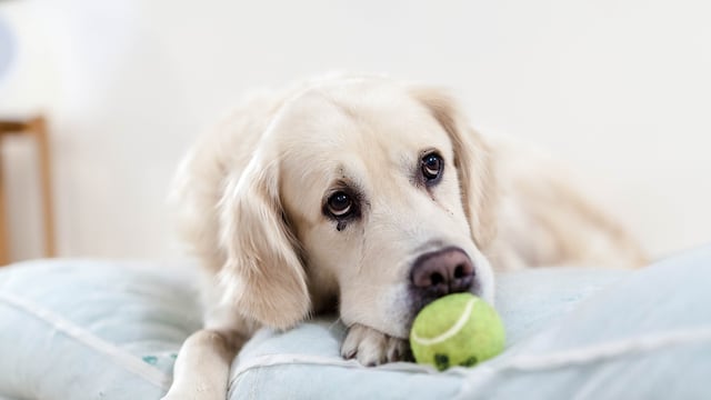 Perro
